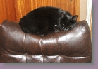 millie on back of chair * 1798 x 1224 * (1.4MB)